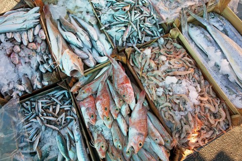 Boxes of fresh fish