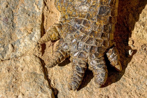 Close up of crocodile claw