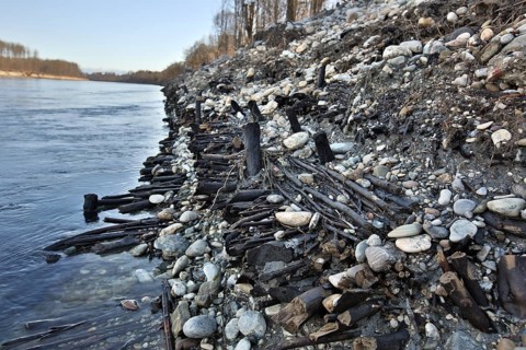 Exposed historic fascines on a river bank