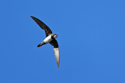 Alpine swift