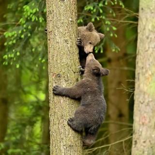 Two young European european brown bear