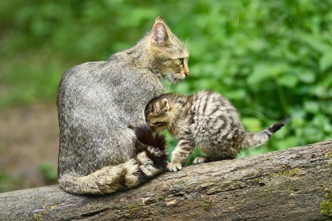 European wildcat