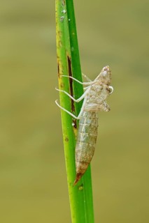 Larval skin