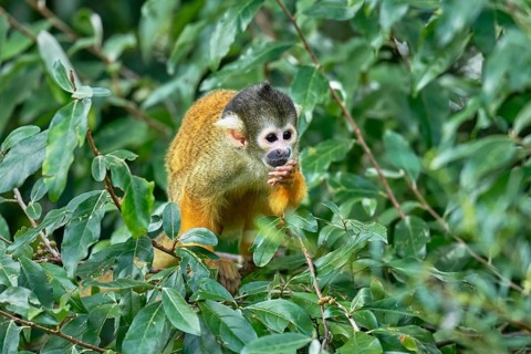 Black-capped squirrel monkey