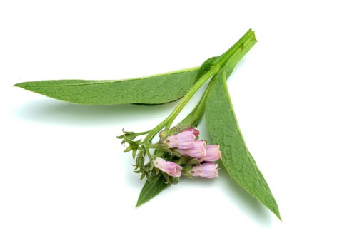 Medicinal plant common comfrey