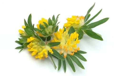 Common kidney vetch