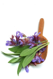 Common sage