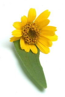 Arnica
