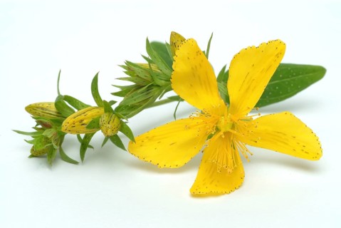Medicinal plant St. John's wort