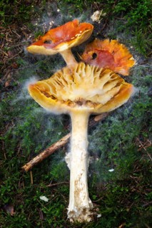 Red fly agaric