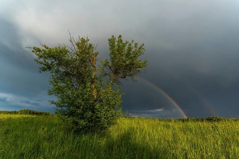 Appearance of a double rainbow in front of a late afternoon storm. Alsace