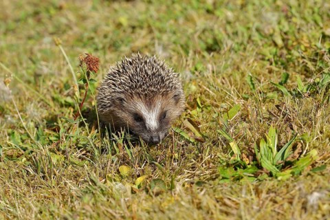 European hedgehog