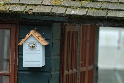 Blue tit