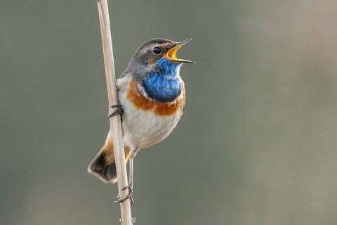 Mating bluethroat
