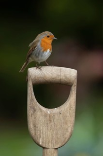 European robin