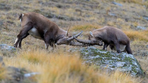 Alpine ibex