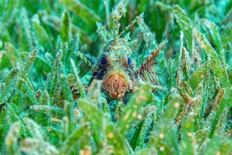 Dwarf lionfish