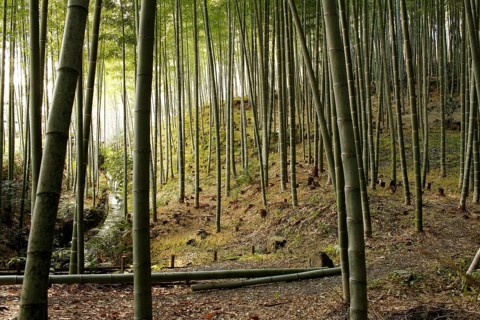 Stream and bamboo trunks in the Arashiyama Bamboo Forest in Kyoto