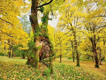 Forest of sycamore maple
