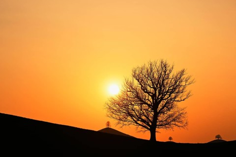 Silhouettes of an oak tree