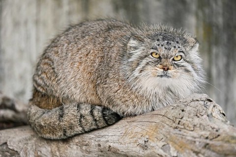 Manul or Pallas' cat