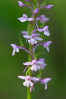 Fragrant orchid