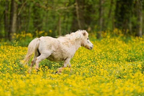 Icelandic horse