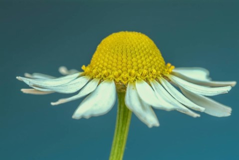 Medicinal plant Chamomile