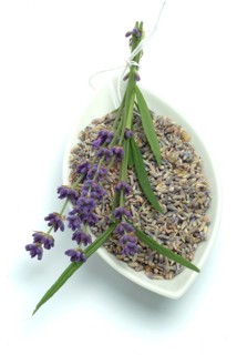 True lavender or narrow-leaved lavender