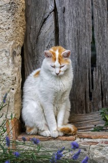 Domestic cat