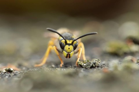 Common wasp