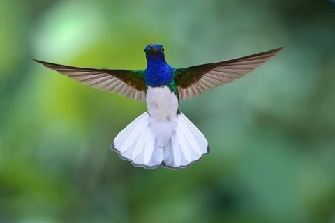 Flying White necked Jacobin