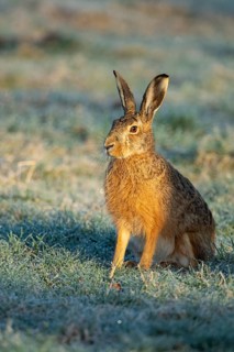 Brown hare