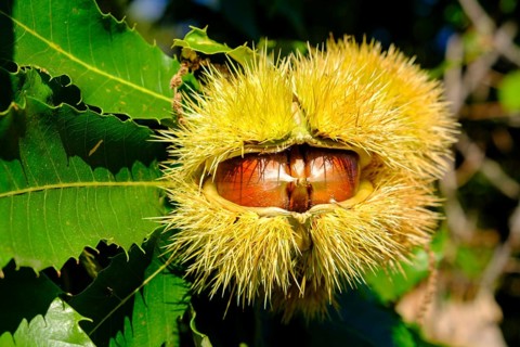 Chestnuts in the shell