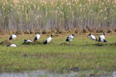 African sacred ibis