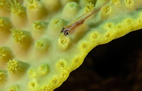 Goby on stone coral