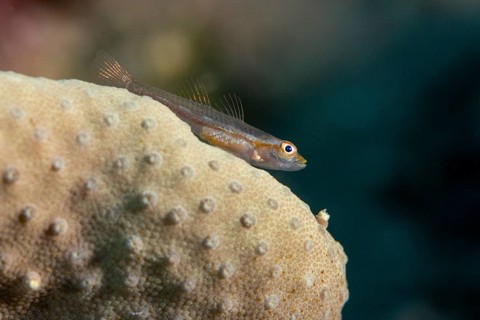 Goby on stone coral