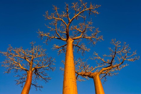 Avenue de Baobabs at sunrise
