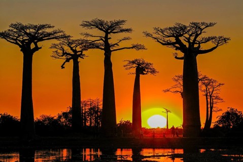 Backlight of the Avenue de Baobabs at sunset near Morondavia
