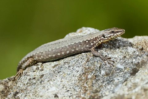 Common wall lizard