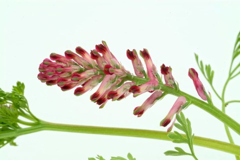 Medicinal plant Common fumitory