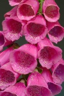 Common foxglove