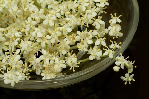 Black elder