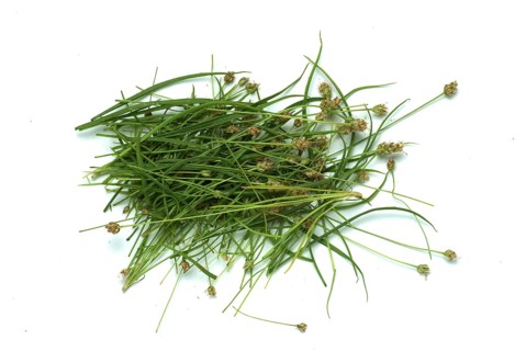 Plant species from the plantain genus