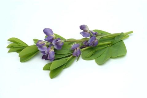 Indigolupine