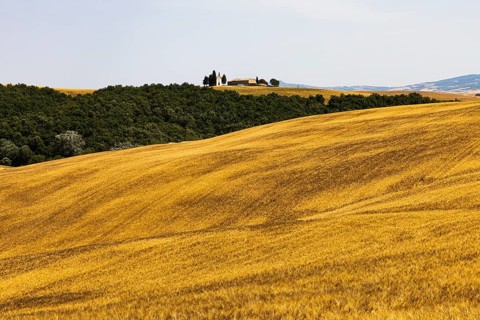 Cornfield in front of harvest