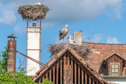 White stork whith chicks on the nest in a village in spring at morning. Alsace