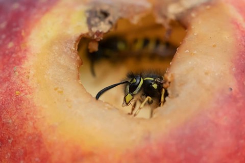 Common wasp