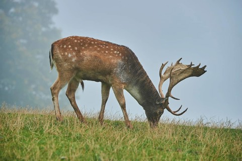 Damhirsch