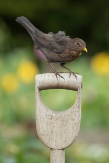 European blackbird